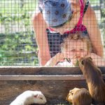 Hamster Tierwelt Rainguthof