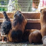 Hamster Tierwelt Rainguthof