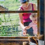 Hamster Tierwelt Rainguthof