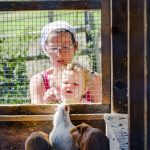 Hamster Tierwelt Rainguthof