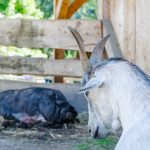 Ziege und Schwein Rainguthof