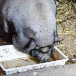 Sau auf dem Tierwelt Rainguthof