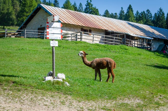 Alpaka auf der Alm Malga Kraun