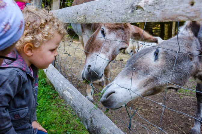 Esel füttern auf der Alm Malga Kraun