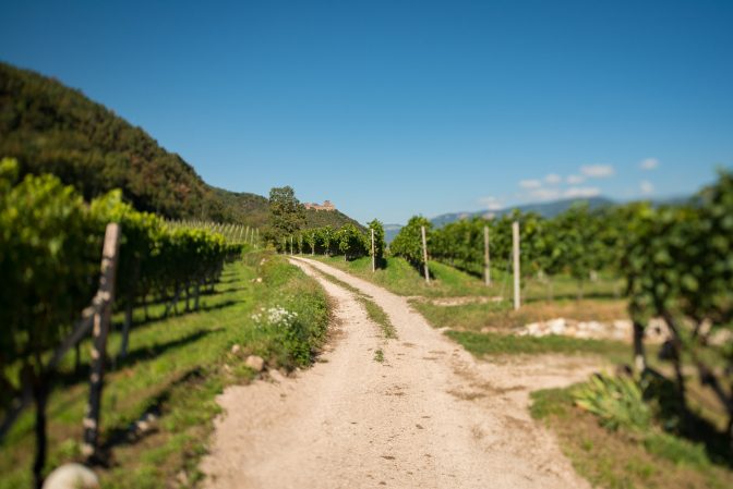 Weinberge in Eppan mit Schloss Boymont im Hintergrund