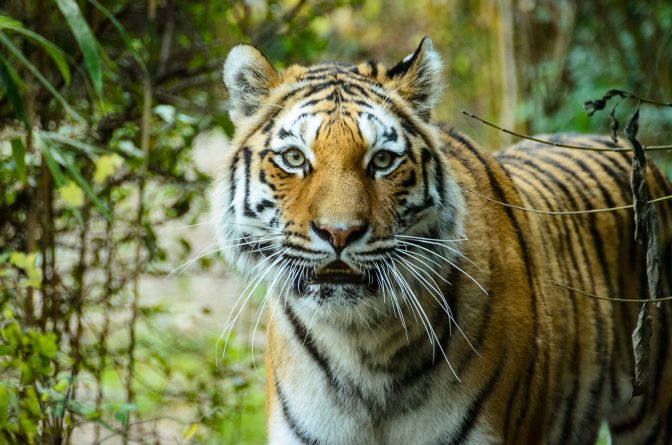 Tiger im Tiergarten in Affi