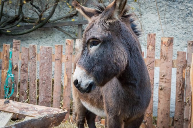 Sogar Streicheltiere trifft man auf dem hristkindlmarkt in Kaltern