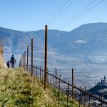 spazieren im Weinberg