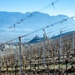 Weinberge mir St. Jakob Kirchlein