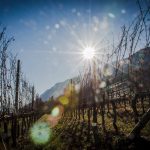 Sonne im Weinberg