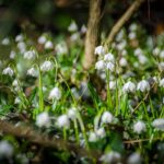 Frühlings-Knotenblumen, Frühlingstal, Großes Schneeglöckchen, Leucojum vernum, Märzbecher, Märzenbecher, Märzglöckchen