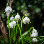 Frühlings-Knotenblumen, Frühlingstal, Großes Schneeglöckchen, Leucojum vernum, Märzbecher, Märzenbecher, Märzglöckchen