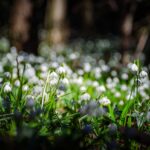 Frühlings-Knotenblumen, Frühlingstal, Großes Schneeglöckchen, Leucojum vernum, Märzbecher, Märzenbecher, Märzglöckchen