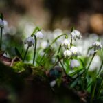 Frühlings-Knotenblumen, Frühlingstal, Großes Schneeglöckchen, Leucojum vernum, Märzbecher, Märzenbecher, Märzglöckchen