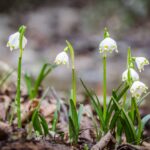 Frühlings-Knotenblumen, Frühlingstal, Großes Schneeglöckchen, Leucojum vernum, Märzbecher, Märzenbecher, Märzglöckchen