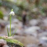 Frühlings-Knotenblumen, Frühlingstal, Großes Schneeglöckchen, Leucojum vernum, Märzbecher, Märzenbecher, Märzglöckchen