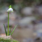 Frühlings-Knotenblumen, Frühlingstal, Großes Schneeglöckchen, Leucojum vernum, Märzbecher, Märzenbecher, Märzglöckchen