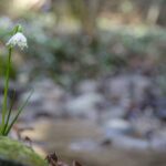 Frühlings-Knotenblumen, Frühlingstal, Großes Schneeglöckchen, Leucojum vernum, Märzbecher, Märzenbecher, Märzglöckchen