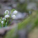 Frühlings-Knotenblumen, Frühlingstal, Großes Schneeglöckchen, Leucojum vernum, Märzbecher, Märzenbecher, Märzglöckchen