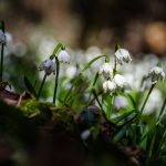 Märzenbecher im Frühlingstal