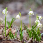 Märzenbecher im Frühlingstal