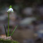 Großes Schneeglöckchen im Frühlingstal