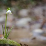 Märzenbecher im Frühlingstal