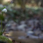 Märzenbecher im Frühlingstal