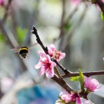 Hummel auf Kirschblüte