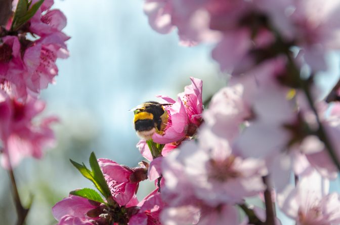 Hummel auf Kirschblüte