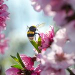 Hummel auf Kirschblüte