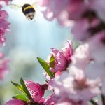 Hummel auf Kirschblüte