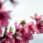 Hummel auf Kirschblüte