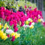 rote Tulpen im Weinberg