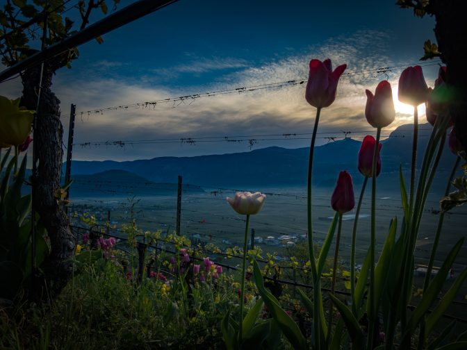 Tulpen Sonnenaufgang