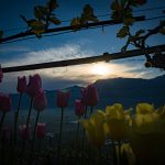 Tulpen Sonnenaufgang