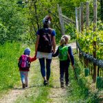 spazieren in den Weinbergen