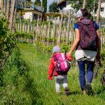 spazieren in den Weinbergen