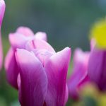 Tulpen