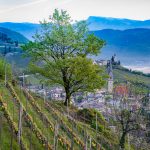 Tramin im Frühling