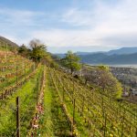 Tramin im Frühling