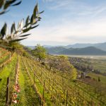 Tramin im Frühling