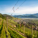 Tramin im Frühling