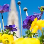 Tramin im Frühling