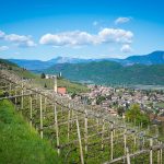 Tramin im Frühling