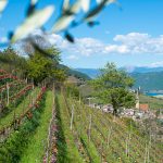 Tramin im Frühling