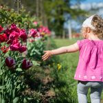 Anna und die Tulpen