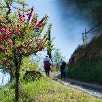 spazieren im Frühling