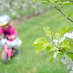 Anna mit Rad in den blühenden Apfelbäumen