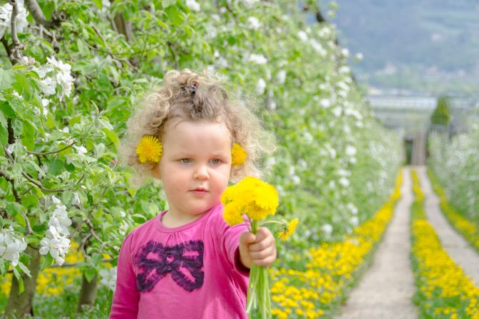 Apfel- und Löwenzahnblüte